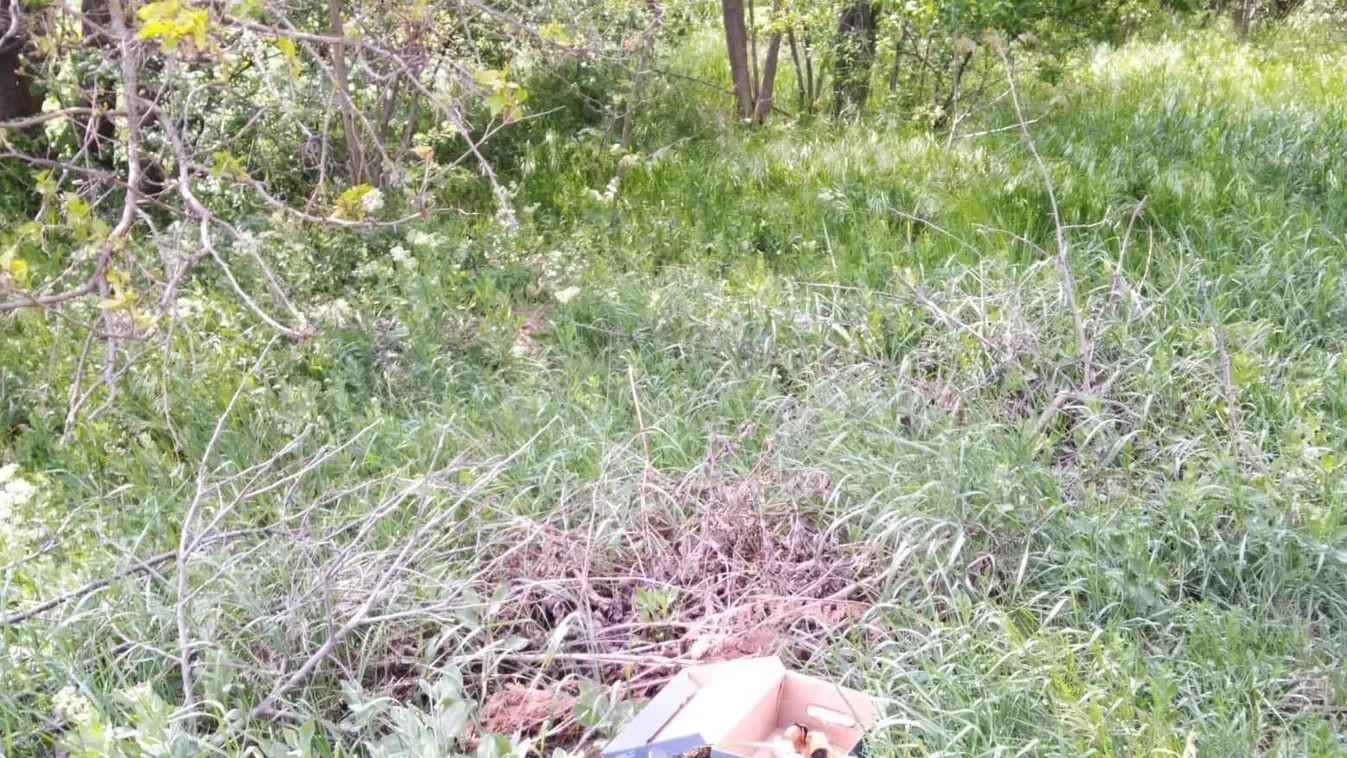 Pinduri tengerimalacokat találtak egy árokba vetve