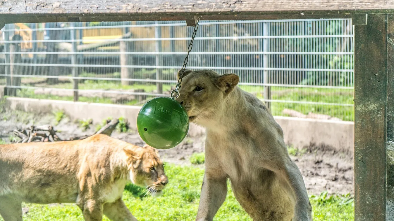 Játékokat kaptak a Nyíregyházi Állatpark lakói