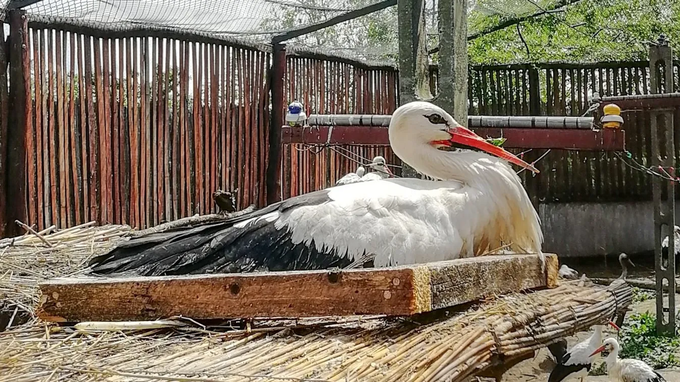 Közös szerelmi fészket rakott Hortobágy műcsőrös és műlábas gólyája