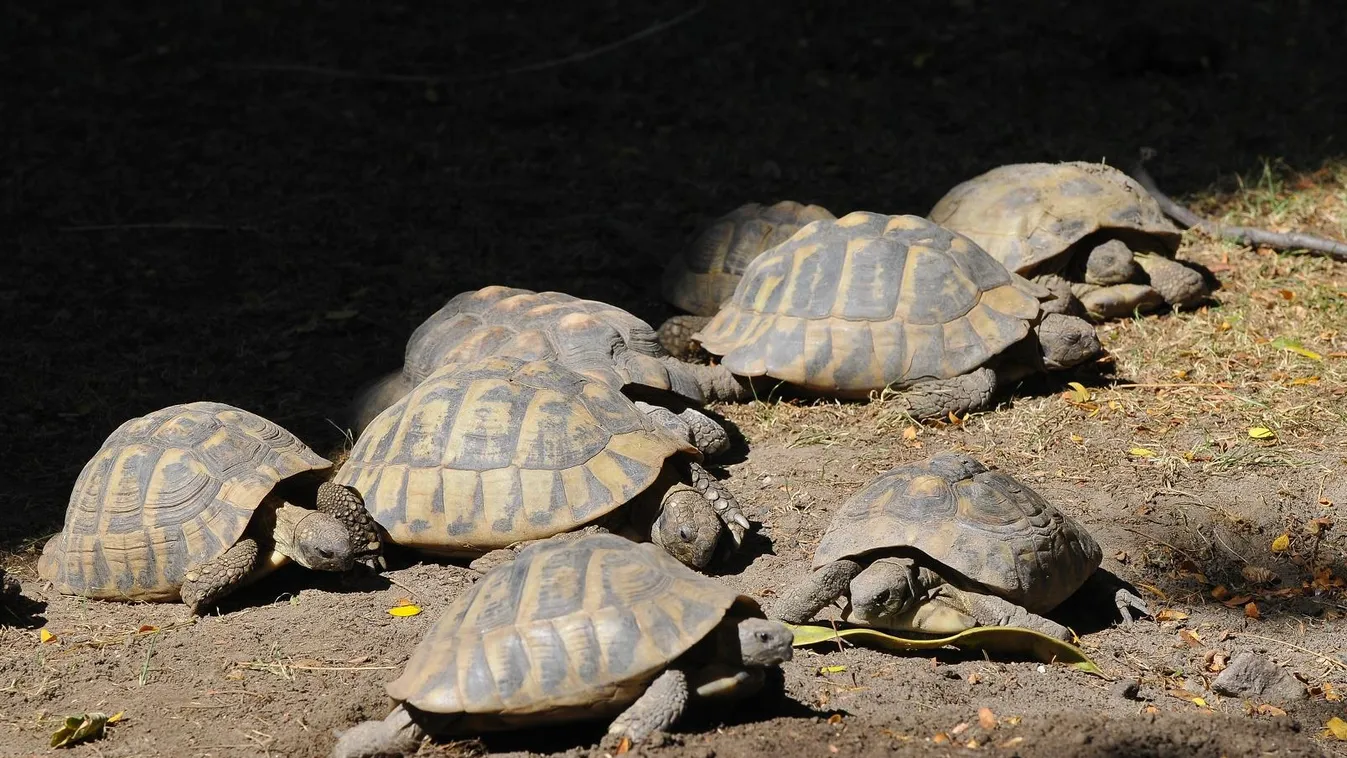 Kockakővel zúzták halálra az Állatkert egyik teknősét