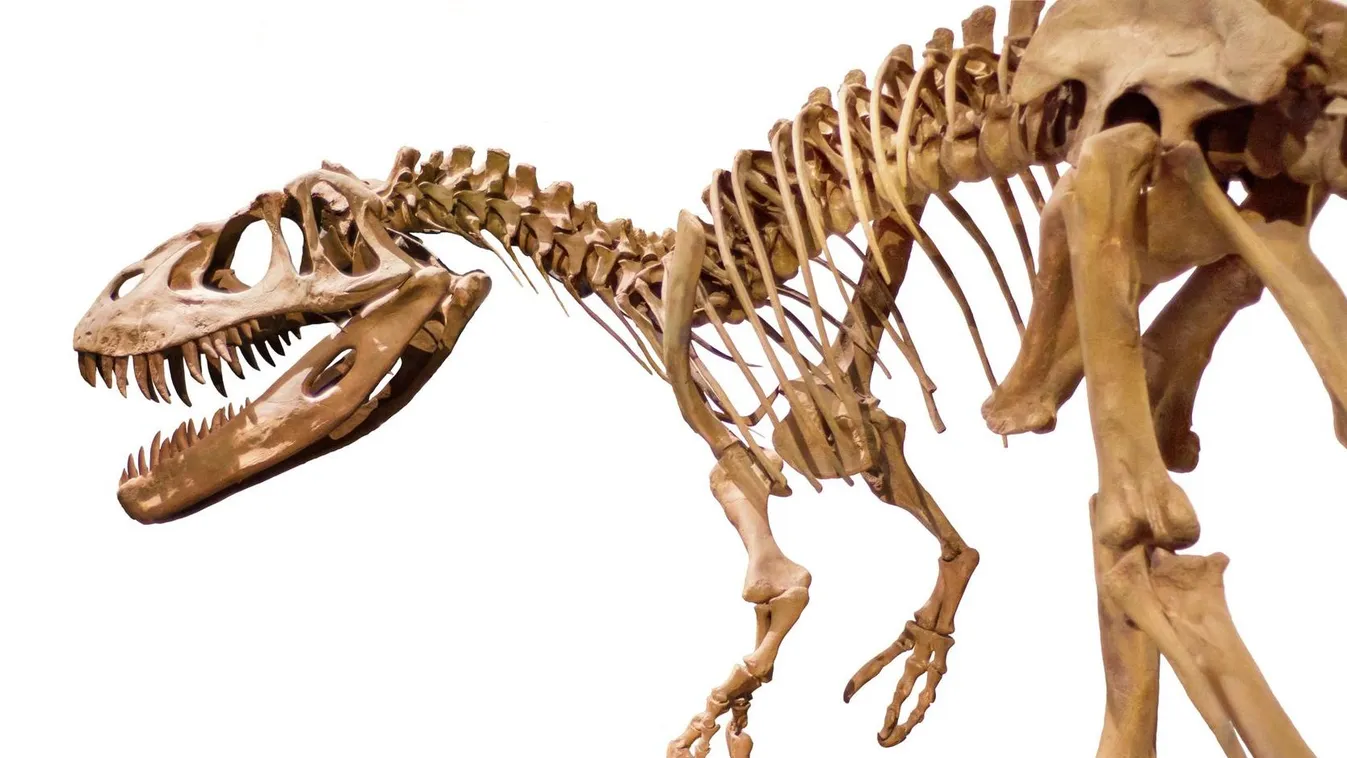 Opálosodott dinoszaurusz csontvázakat találtak Ausztráliában
