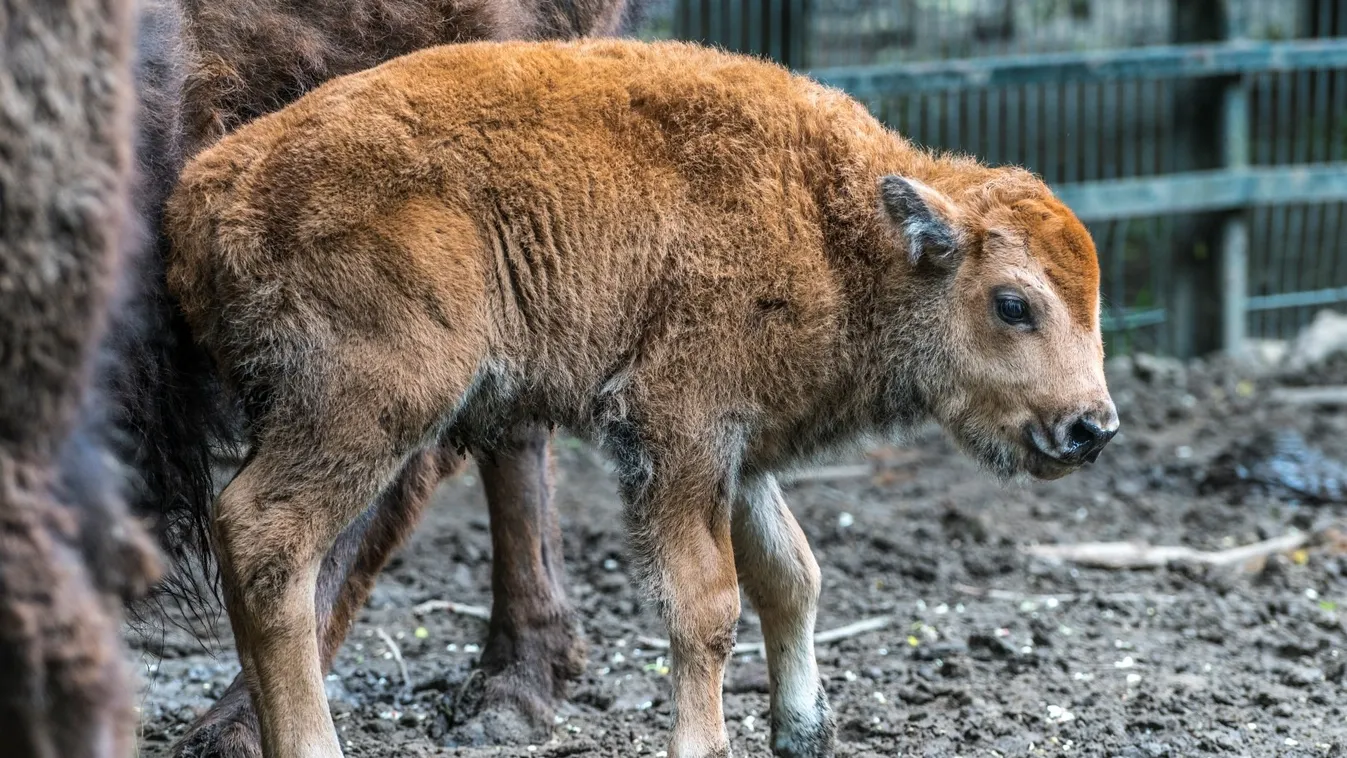 Bolyhos kisbölényektől olvadoznak a Nyíregyházi Állatparkban