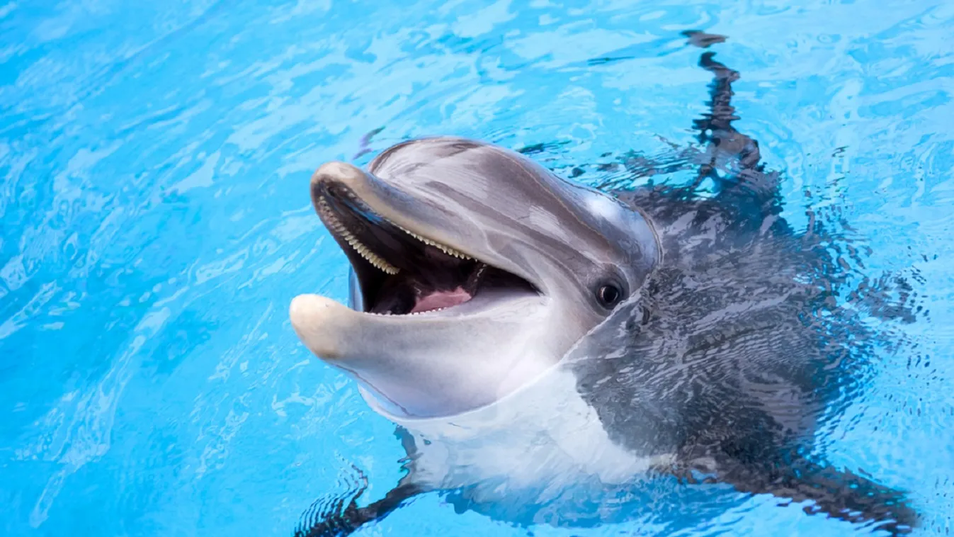Döntöttek: nem tarthatók többet fogságban a delfinek és bálnák Kanadában
