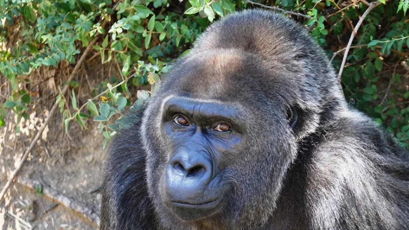 63 évesen meghalt Trudy, a világ legidősebb, fogságban élő gorillája