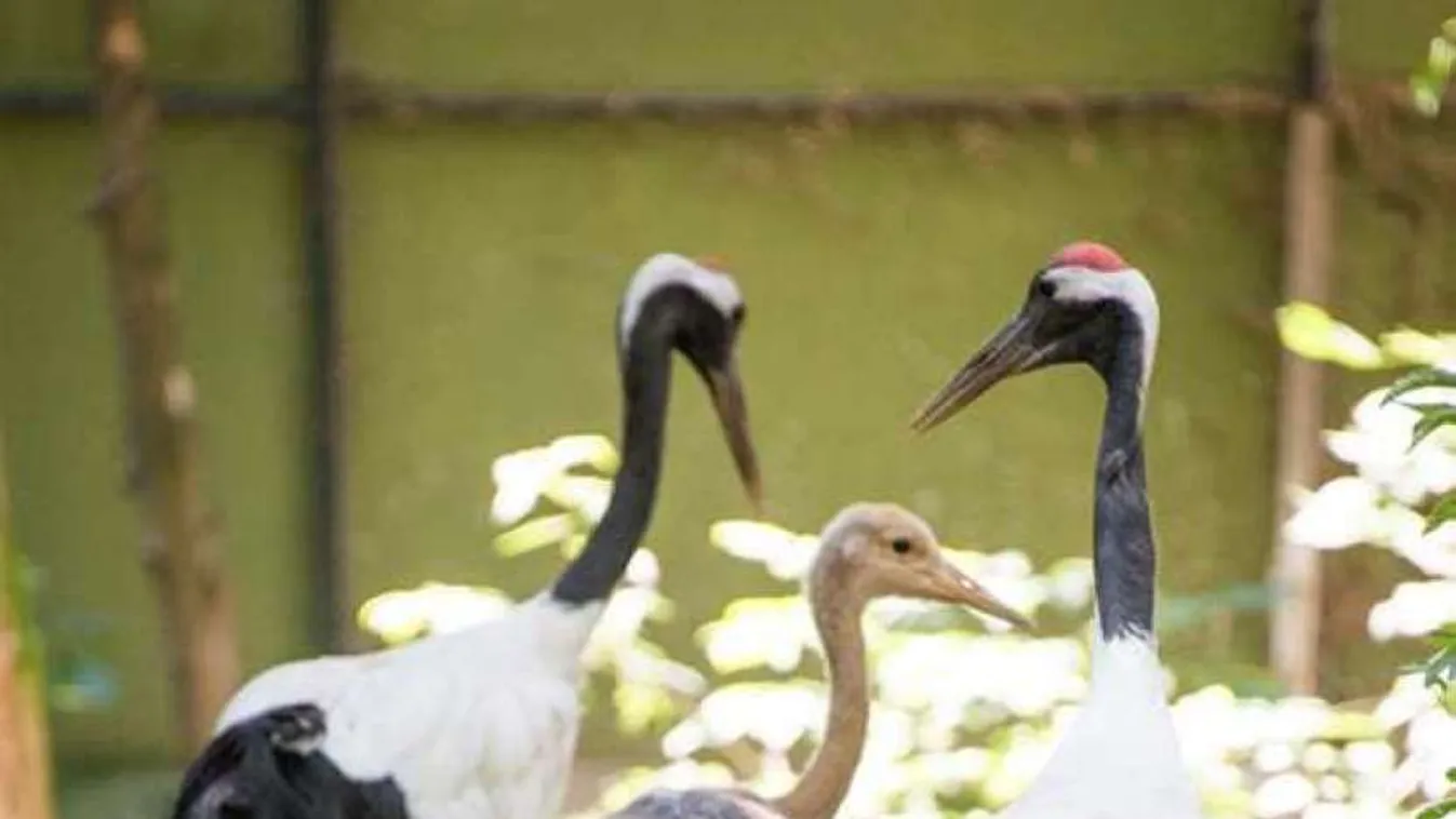 Egy hónap alatt egy métert nőtt Nyíregyháza béke jelképe
