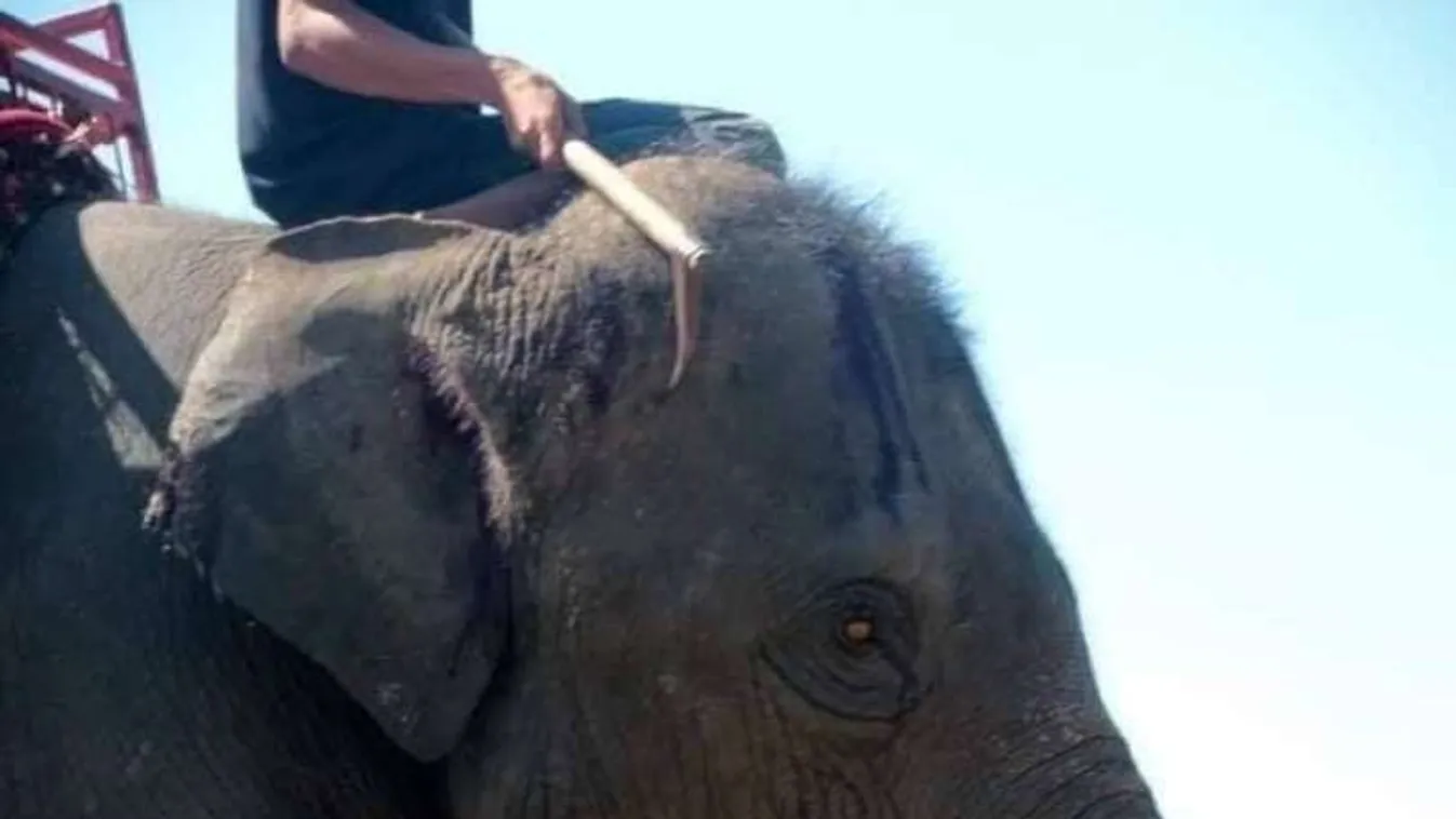 Így verik véresre az elefántokat Thaiföldön, hogy turistákat fuvarozzanak