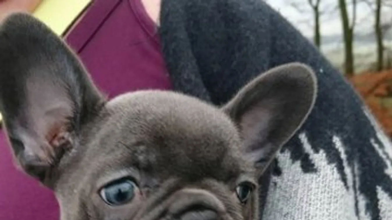 Annyira imádta gazdáját, hogy halála után 15 perccel belepusztult a gyászba a kis francia bulldog