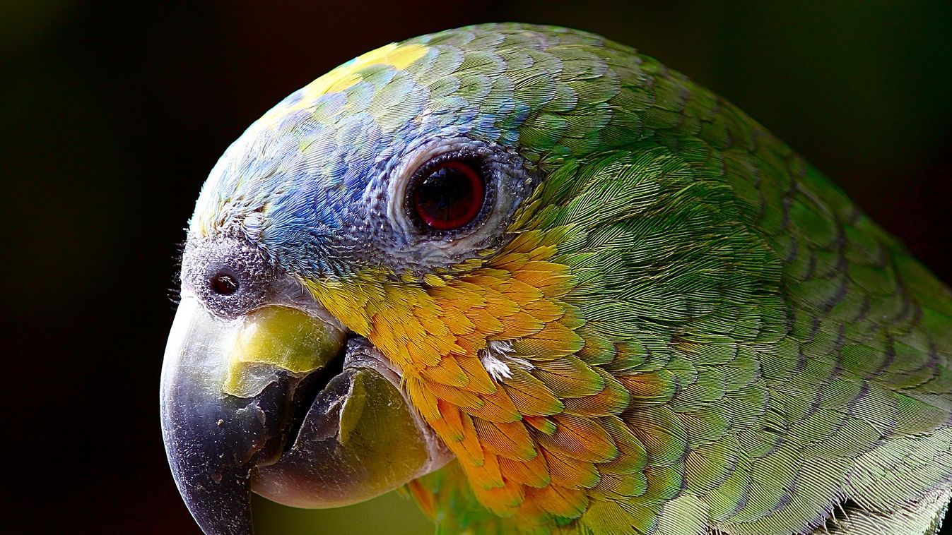 https://cdn.borsonline.hu/2019/08/CjoRJAVsudWHnUEotz1aoRfRBlflt_cESsqSN6ZTqp0/fill/1347/758/no/1/aHR0cHM6Ly9jbXNjZG4uYXBwLmNvbnRlbnQucHJpdmF0ZS9jb250ZW50LzA1YzJhYWE1NzIxMDQ2ZDE4YzMwZWYzNjA2N2YxMTQz.jpg