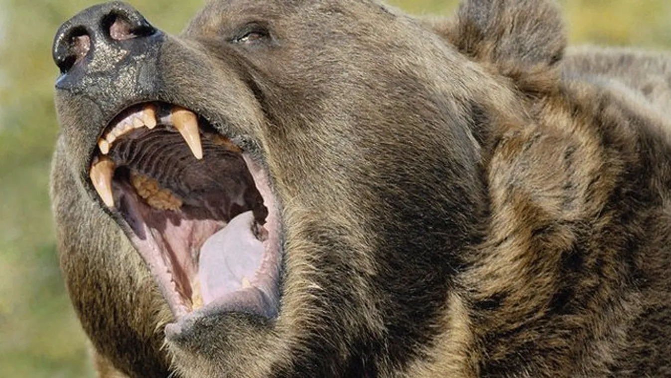Grizzly medve ölt meg egy sátrában alvó turistát Kanadában