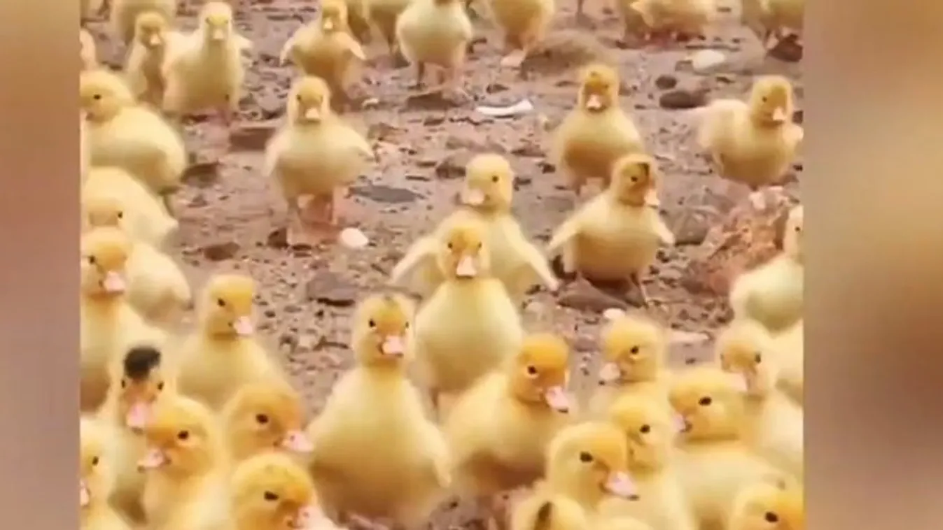 Ma ennél cukibbat már nem fog látni! 5000 kiskacsa totyog a víz felé - videó