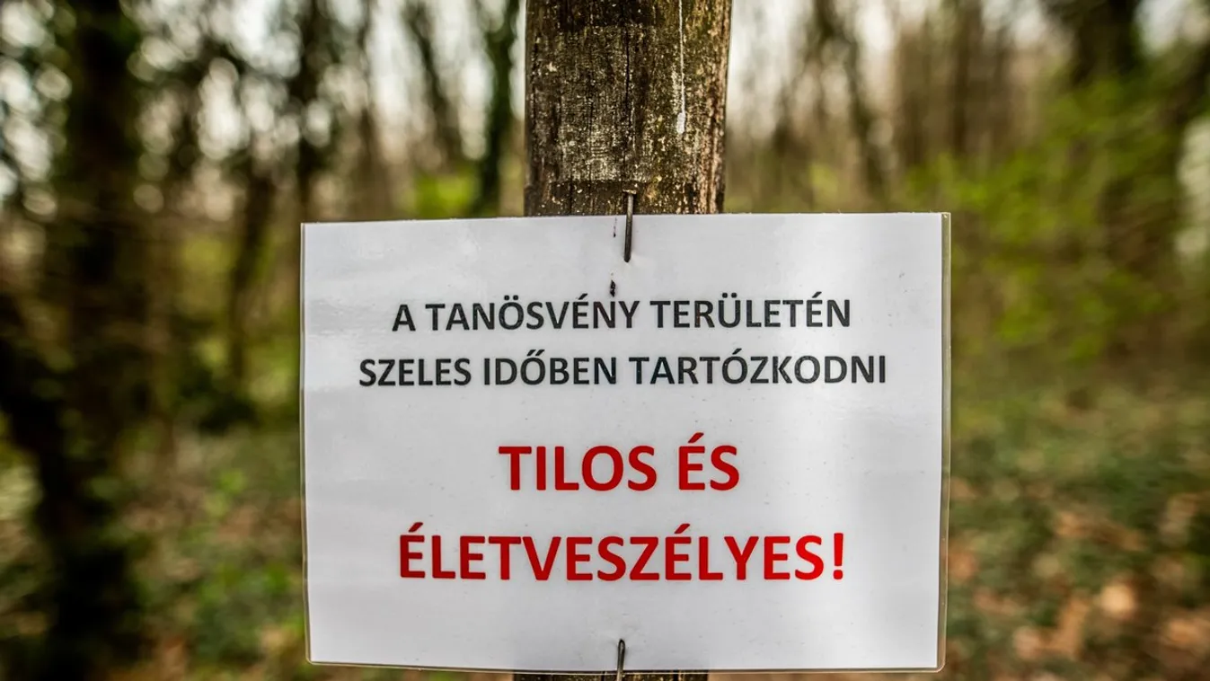 Életveszélyes a lébényi erdő, teljesen kipusztulhatnak hazánkban a kőrisfák