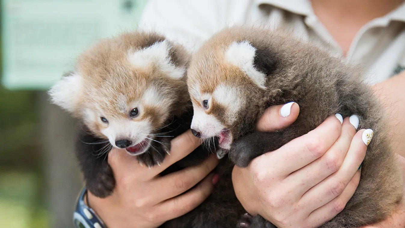 Még az odújába kuckózva tölti napjait a nyíregyházi kis panda banda