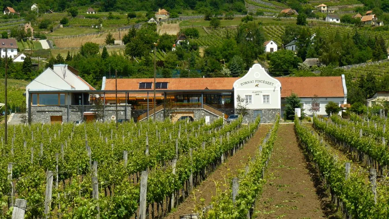 Tizenhat pincével ünnepelhetjük a somlói Juhfarkat