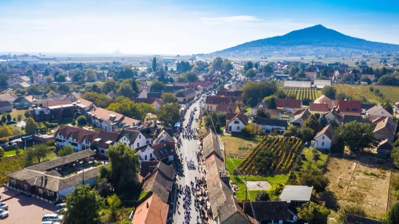 Októberben ismét vállra veszik a villányi óriásszőlőt
