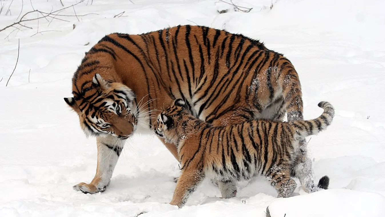 Tigris ölt meg egy vadászt Oroszországban