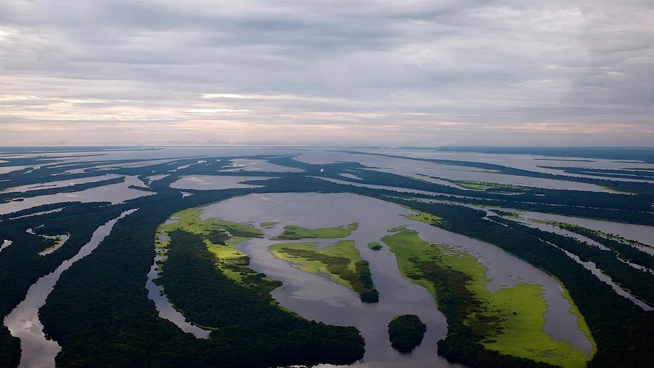 Megmenekülhet a tűztől az Amazonas-medence legmagasabb fája