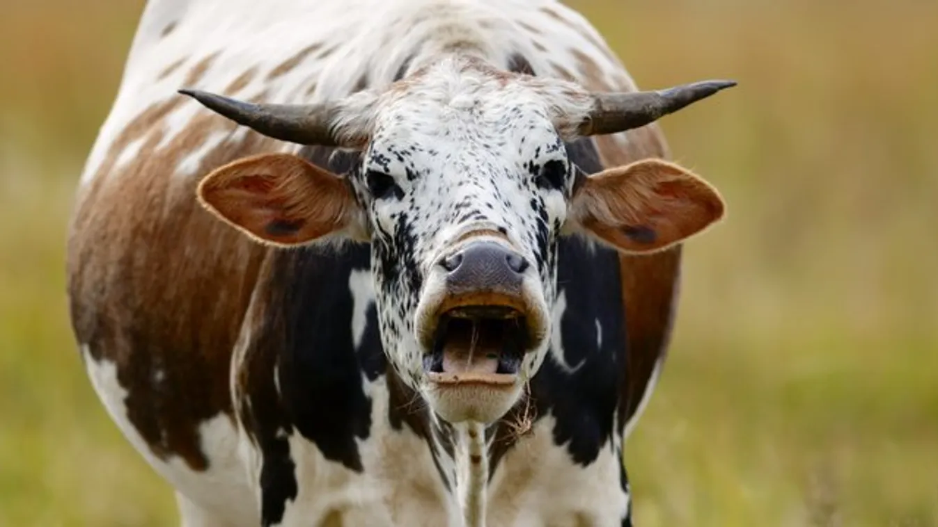 Hétmázsás tenyészbika öklelte halálra a fejőnőt