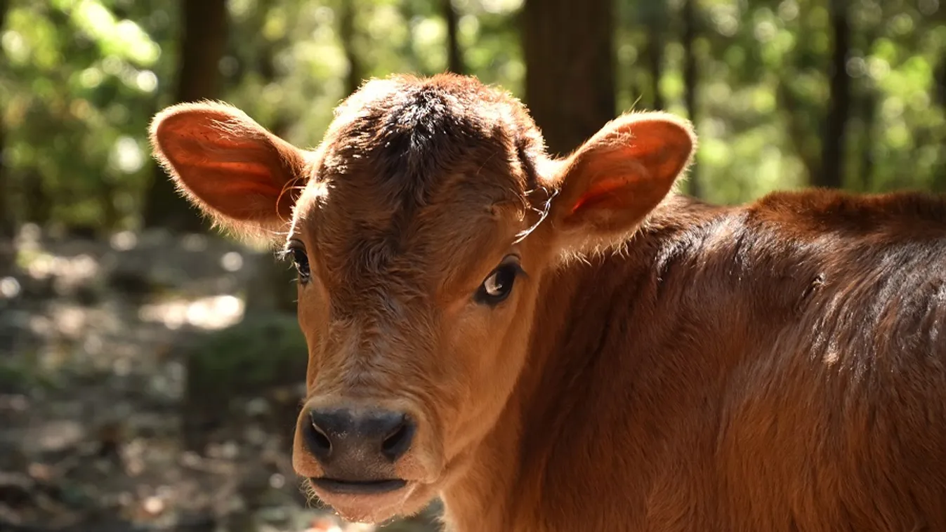 Nézze ezeket a szomorú borjúszemeket, őstulok született a Budakeszi Vadasparkban!