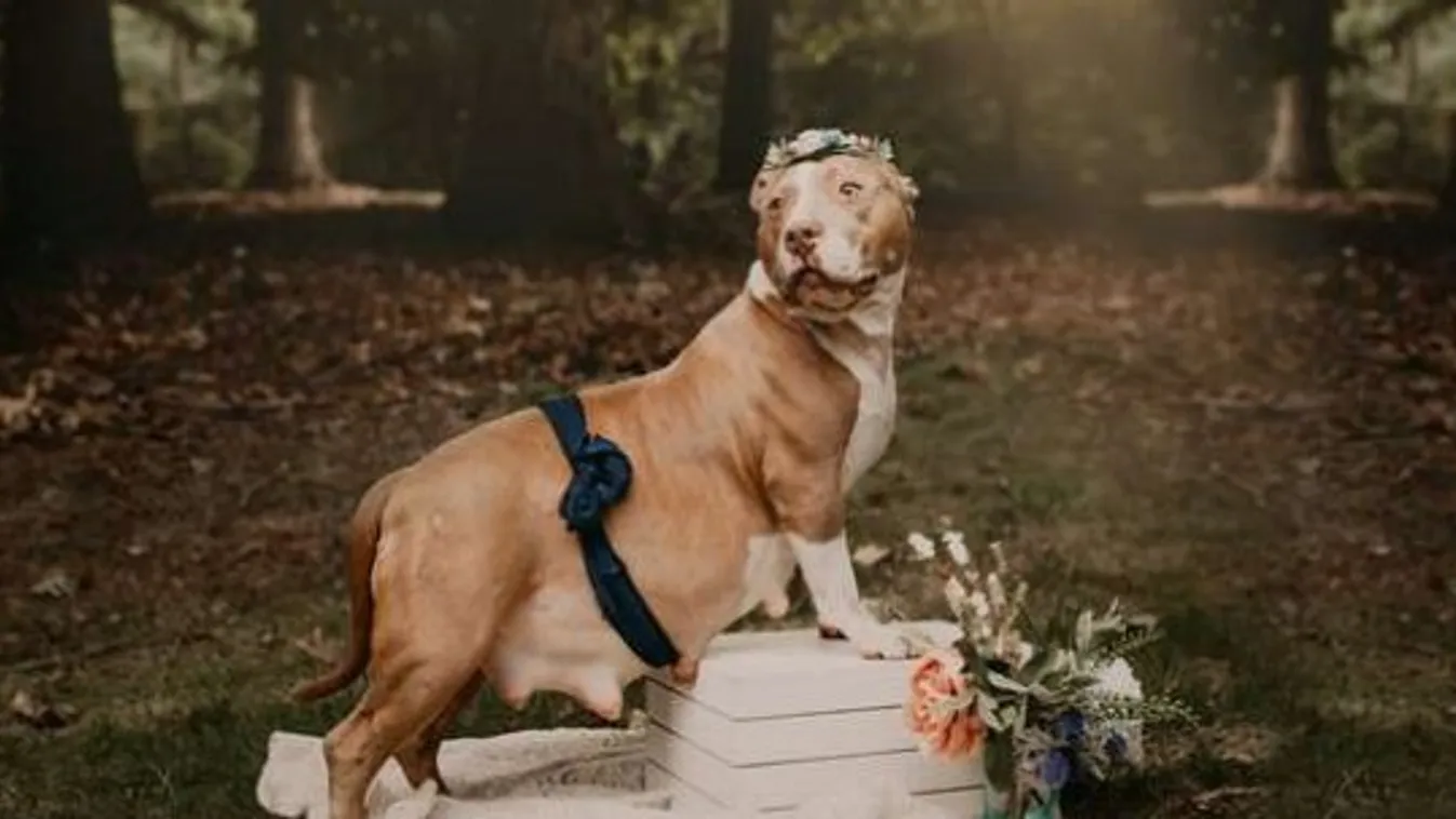 Ajándék fotózást kapott az elárvult pitbullmama
