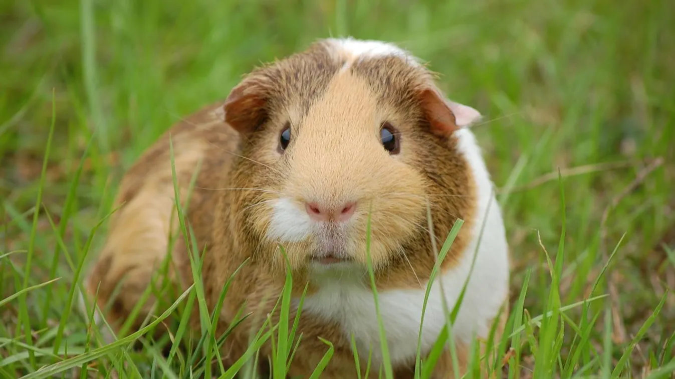 Kóstolt már tengerimalacízű fagyit? Van, ahol ezt megteheti!