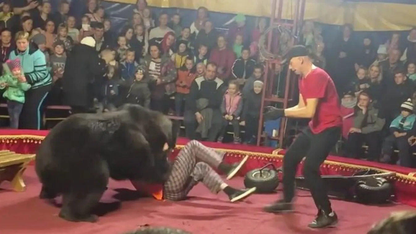 Műsor közben akarta széttépni idomárját a medve – videó