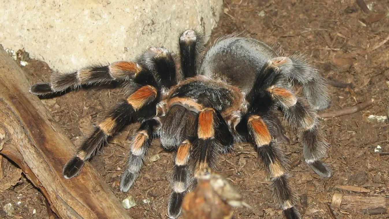 Aki retteg a tarantula pókoktól, most ne utazzon a San Francisco-öböl környékére!