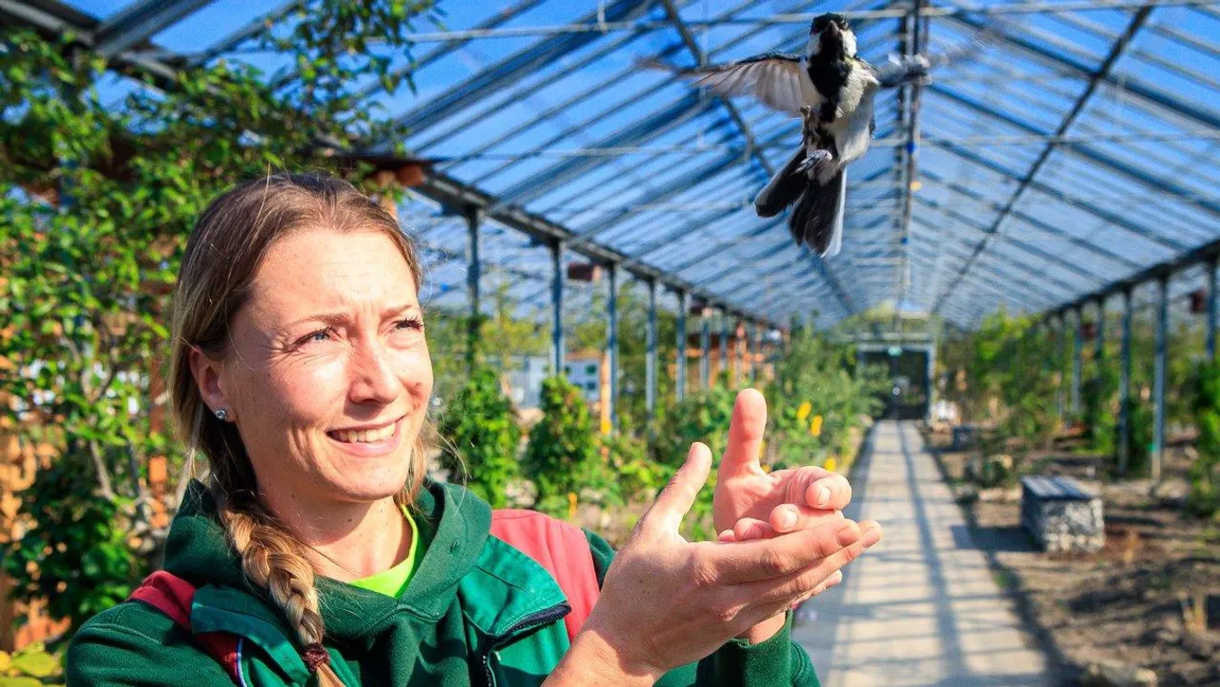 Mentett madarak népesítik be Ausztria legnagyobb kalitkáját