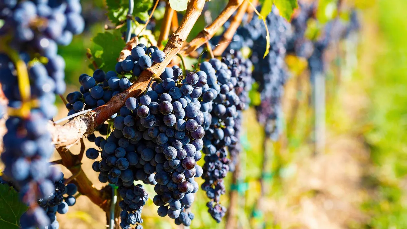 Gyümölcsös és lágy – Ma van a Merlot világnapja!