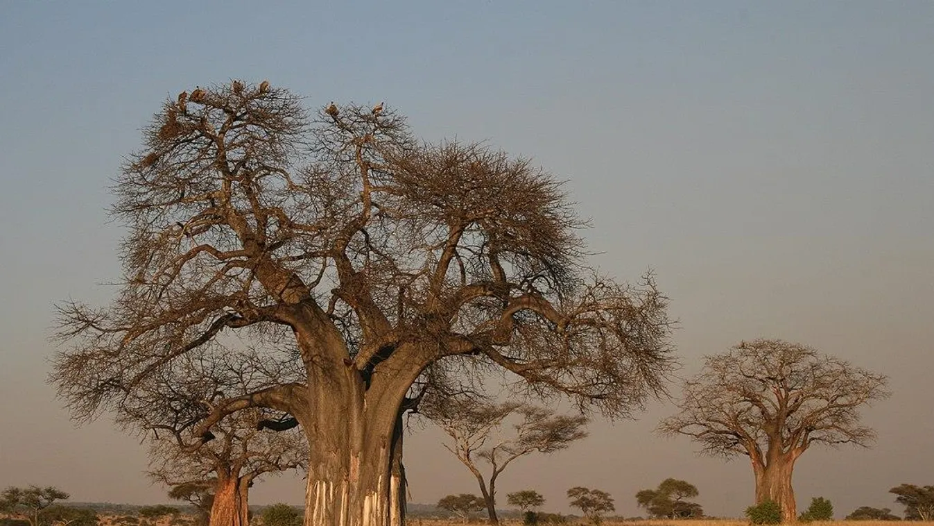 A gyorsan melegedő Afrikát sújtja leginkább a klímaváltozás