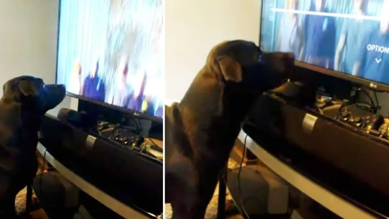 Ennél durvábban tévéfüggő kutyát rég láttunk - videó