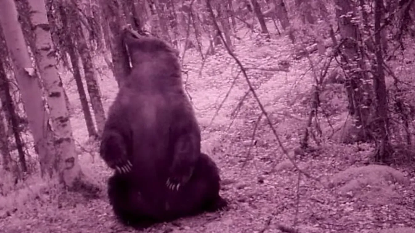 Ma garantáltan nem lát viccesebbet a fenékrázva vakarózó mackónál - videó