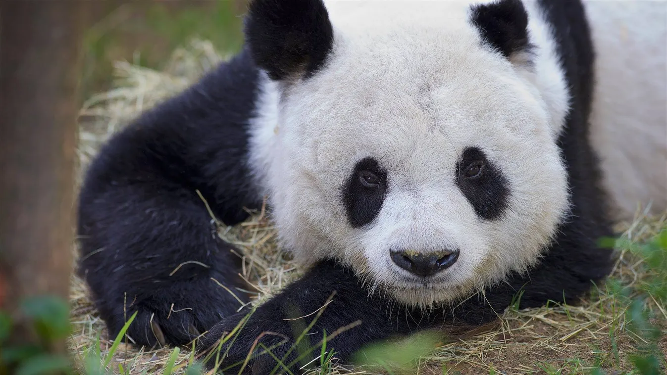 Ősi szimbólumra épült a harmonikus pandaotthon