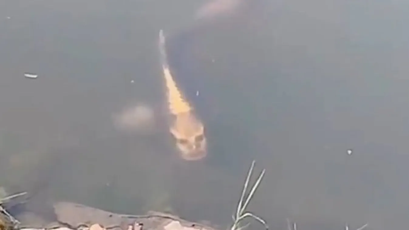 Az emberarcú haltól garantáltan kirázza a víz! videó
