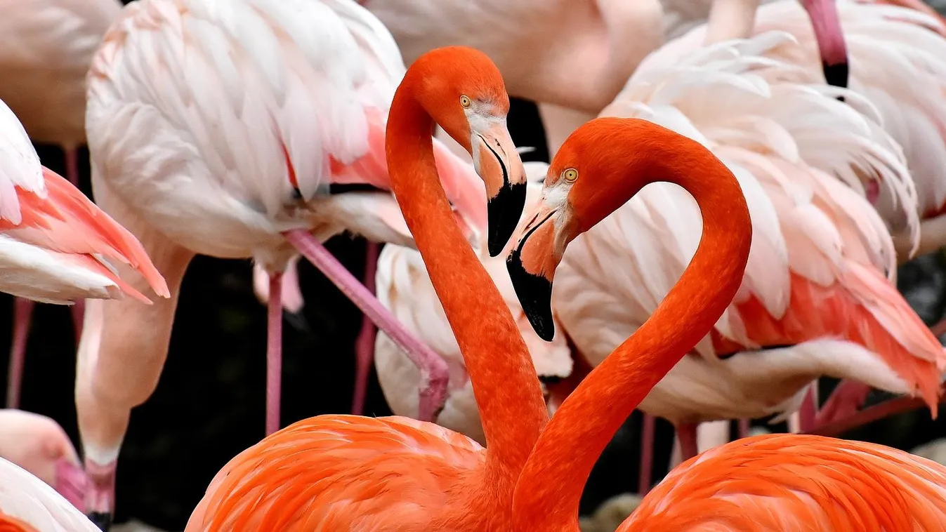 Havas sétára indultak a chicagói flamingók