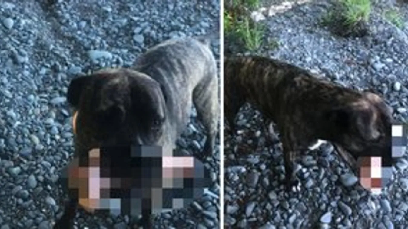Azt hitte, kutyája egy csontot talált sétáltatás közben - nos, nagyon nem az volt! 18+ videó