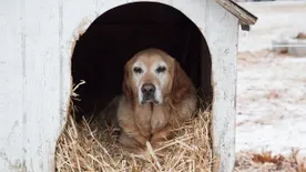 Ebélet a hidegben: Ne csak a kutya hasát tömje hájjal, a lábát is kenegesse vele!