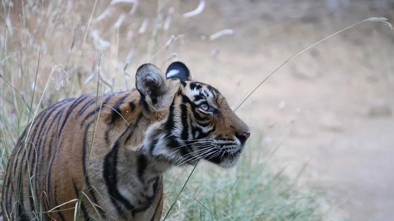 Már 1300 kilométert kóborolt egy helyét kereső tigris Indiában