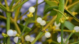 Szabad a csók és a fagyöngy