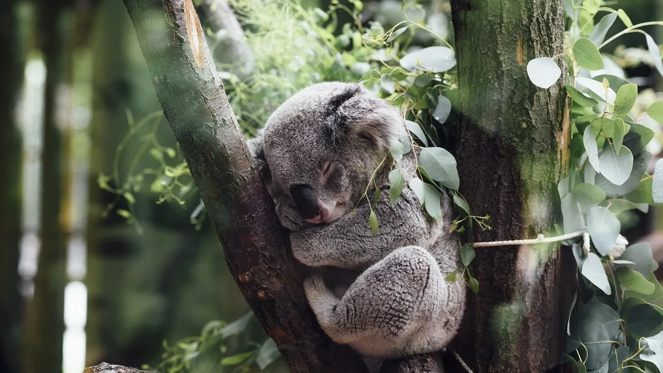 Szomjazó koala kért vizet egy kerékpárostól