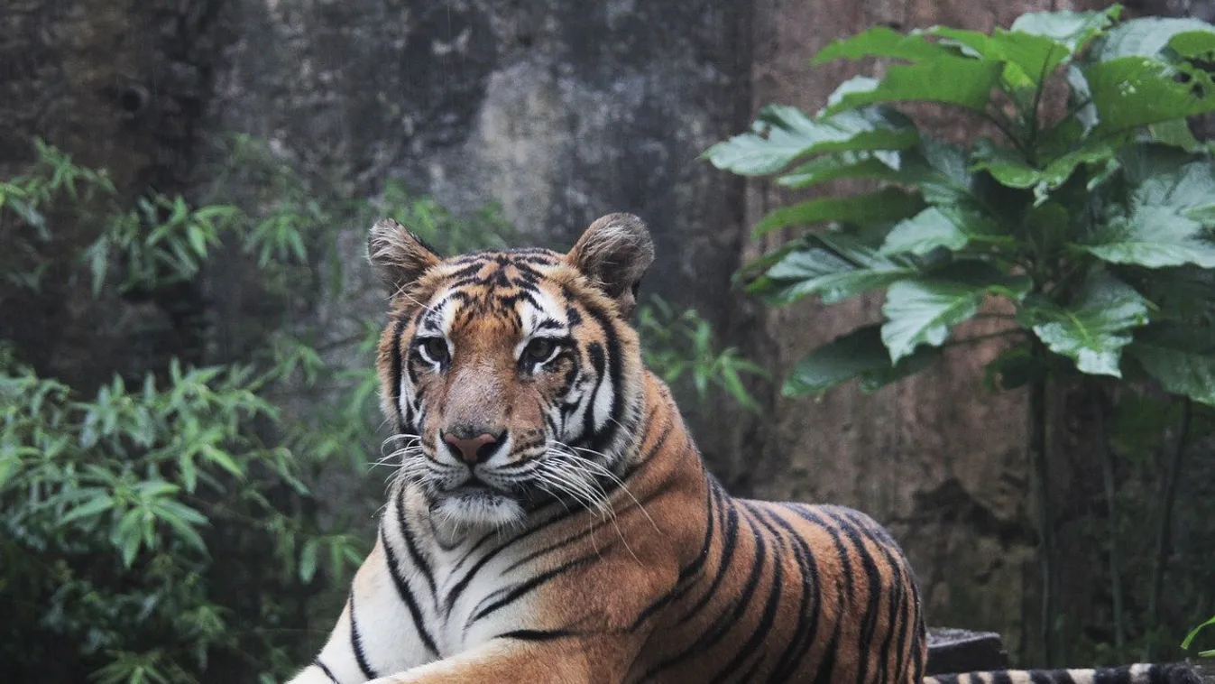 Egy hónapon belül öt embert ölt meg tigris Indonéziában