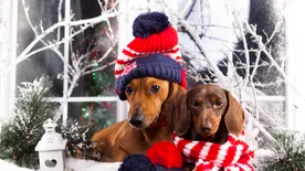 Stressz és egészségügyi problémák nélkül karácsonykor