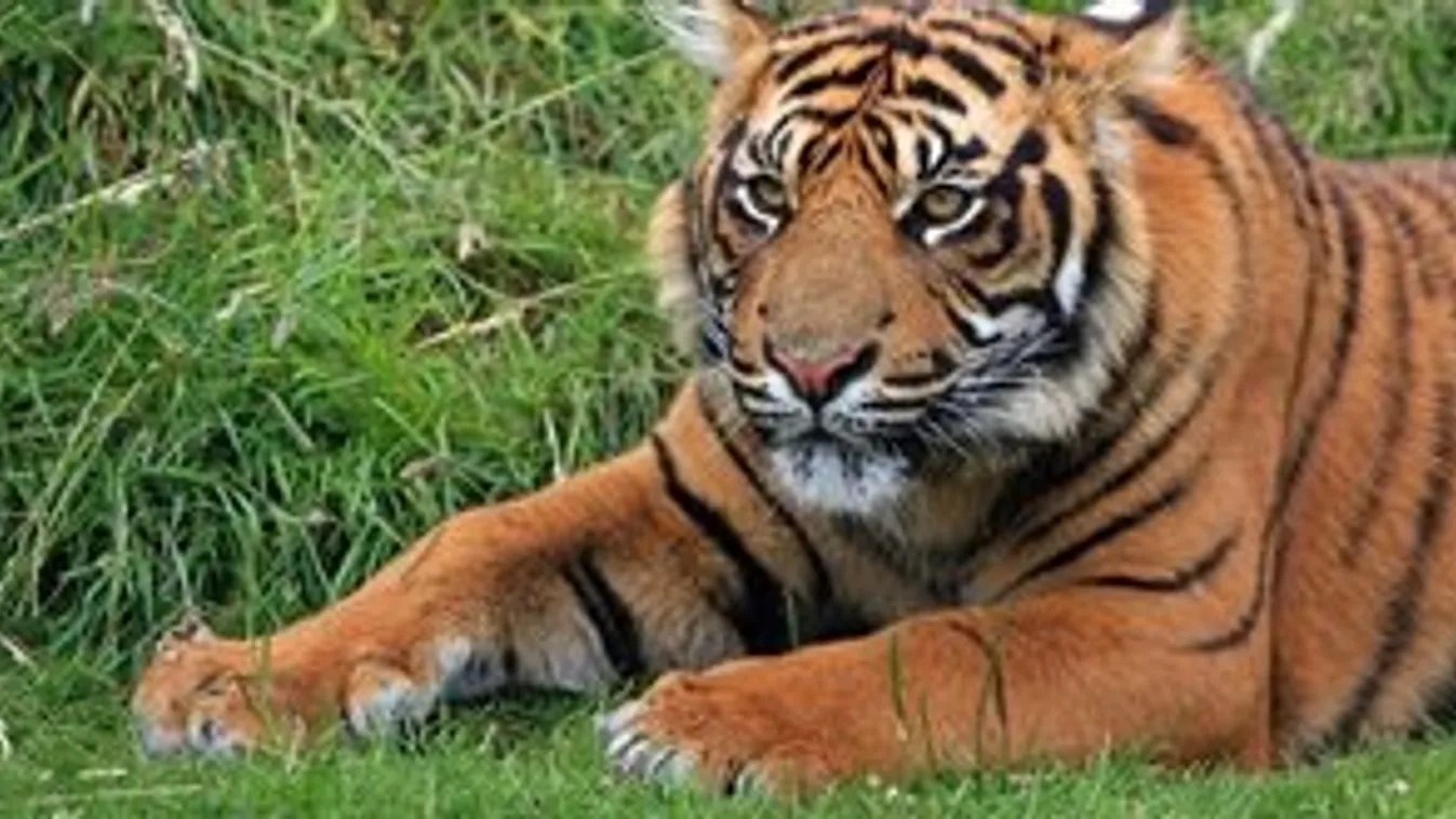 Négy tigrismagzatot és egy védett szumátrai tigris bundáját találták meg Indonéziában