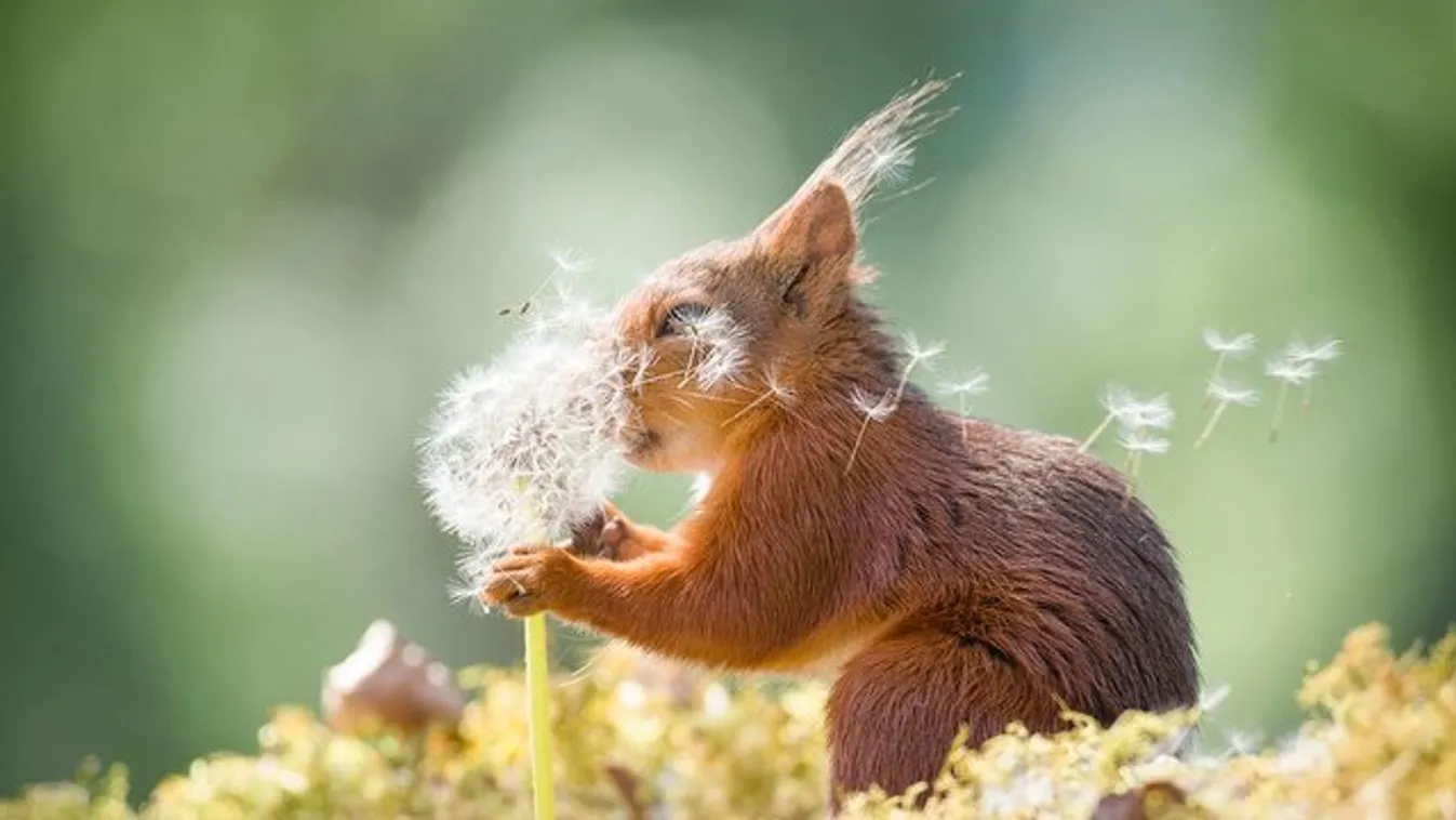 2019 humoros állatképei – Apját mogyorózó kis oroszlán az év legviccesebb fotója