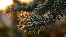 Így választhatjuk ki a tökéletes karácsonyfát