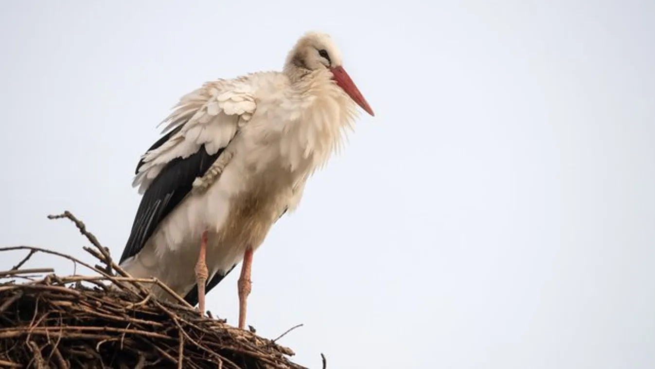 Megjöttek a német gólyák, várjuk Surit
