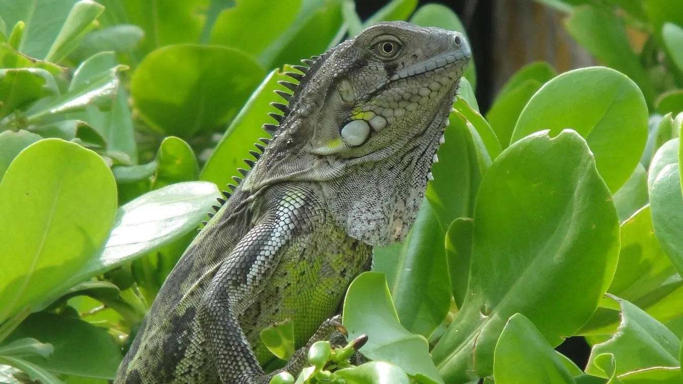 Vigyázat! Floridában leguánok potyognak a fákról