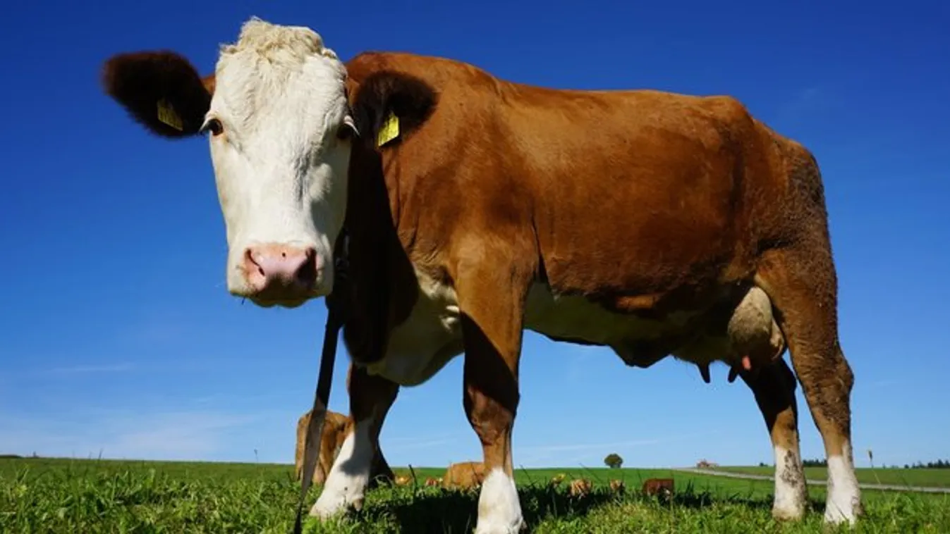 Mesébe illő rendőri akció zajlott egy kutya és egy tehén közreműködésével