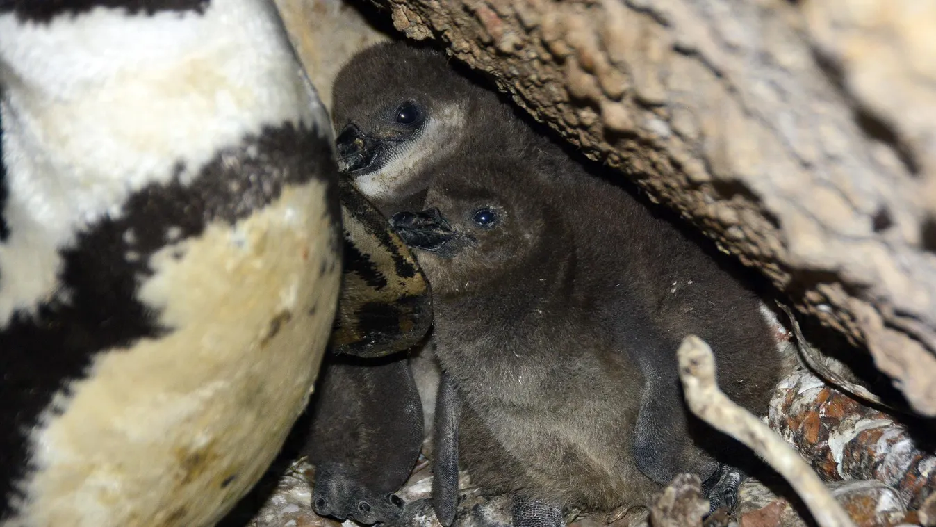 Pelyhes pingvinfiókák keltek ki a Budapesti Állatkertben