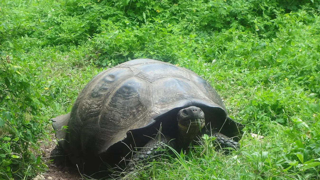 Száz év után újra fiatal teknősök bukkantak fel ezen a szigeten