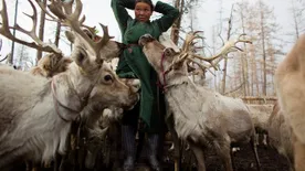 Rénszarvas őrzi a Dukhák álmát